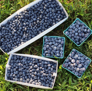 Pottery Workshops at Ward’s Berry Farm | Sharon, MA