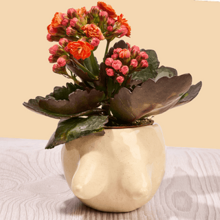 Build-a-Boob Pot Pottery Workshop — 6/5 (Denver CO)