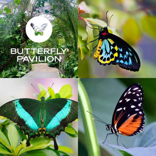 A four-panel collage featuring close-up photographs of colorful butterflies in a garden setting, with the text 'BUTTERFLY PAVILION' in the top-left panel.