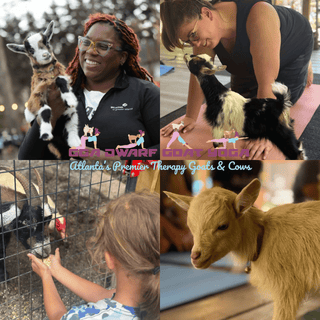 Collage of people interacting with therapy goats and cows, featuring text about dwarf goat yoga.