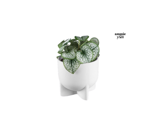 A small potted plant with green and white marbled leaves in a white ceramic planter with a sculptural three-legged base, shown on a plain white background with the text 'amnie y'all' to the right.
