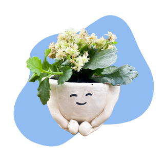Ceramic planter with a smiling face and a plant on a blue background