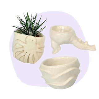 Decorative planters shaped like seashells with a small succulent on a white background