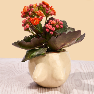 Boob Pott with pink and orange flowers on a beige background