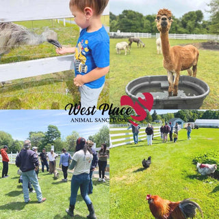 A four-panel collage showing a children's farm visit at West Place Animal Sanctuary. The panels depict a young boy feeding a large bird, an alpaca standing in a plastic tub, a crowd of people observing animals, and a rooster in the foreground.