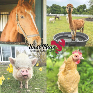 A four-panel collage showing farm animals: a brown horse in a stable, an alpaca standing in a black tub in a field, a small pig outdoors with yellow flowers, and a tan hen in the foreground. A central logo reads 'West Place Animal Sanctuary'.